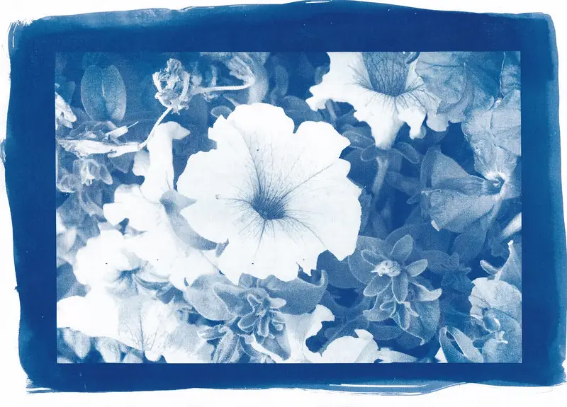 A cyanotype of a flower