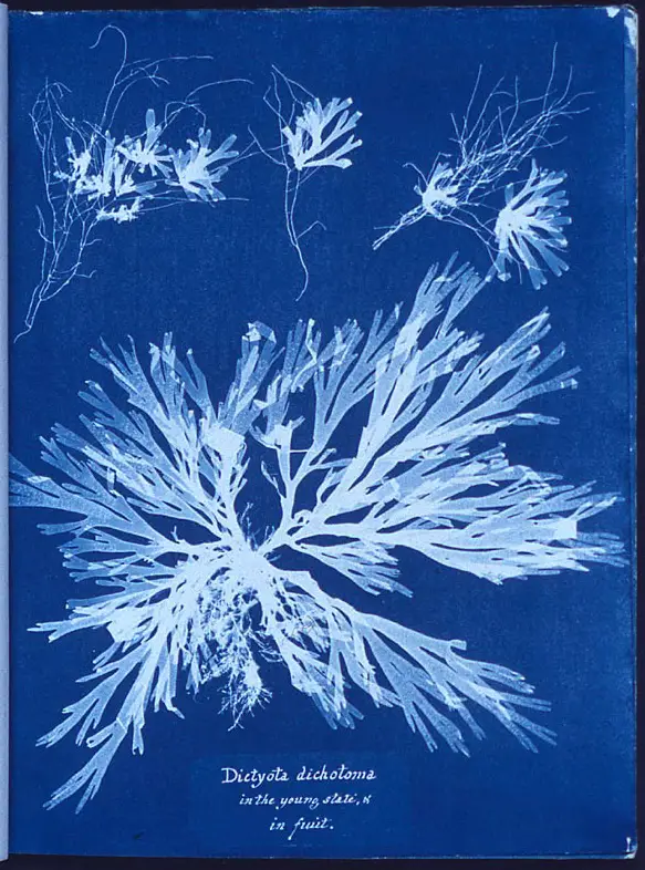 A cyanotype made by Anna Atkins