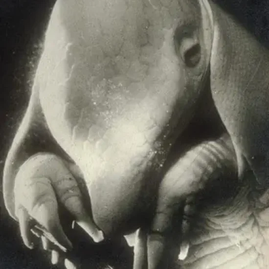 Pere Ubu by Dora Maar